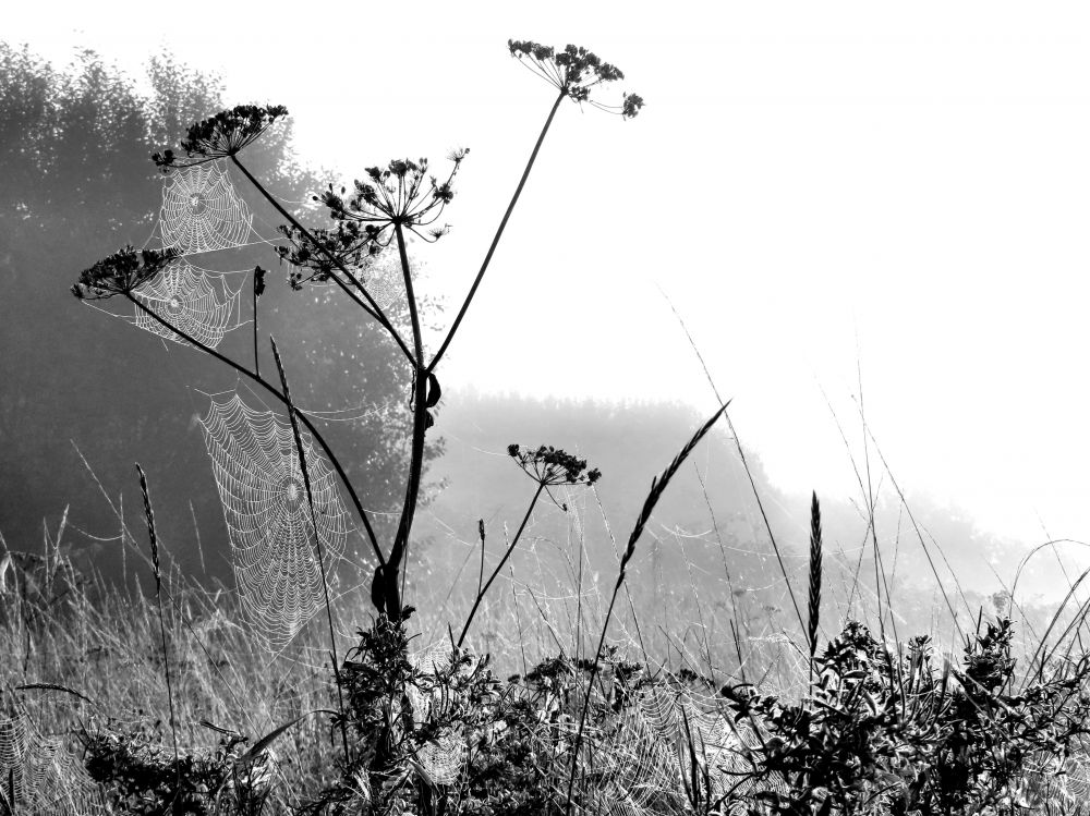 Askespredning til søs københavn